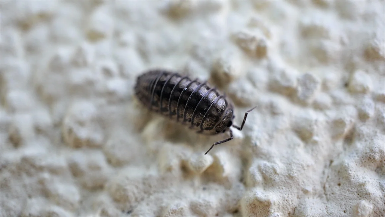 Évaluation d’infestation à la maison : conseils pratiques et techniques efficaces