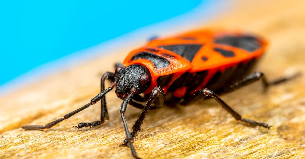 Photographie macro en gros plan d'un insecte Spilostethus pandurus rouge et noir sur du bois.