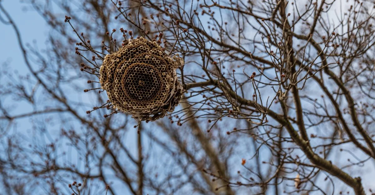Vue en contre-plongée d'un nid de guêpes dans un arbre sans feuilles, mettant en valeur des textures naturelles contre un ciel dégagé.