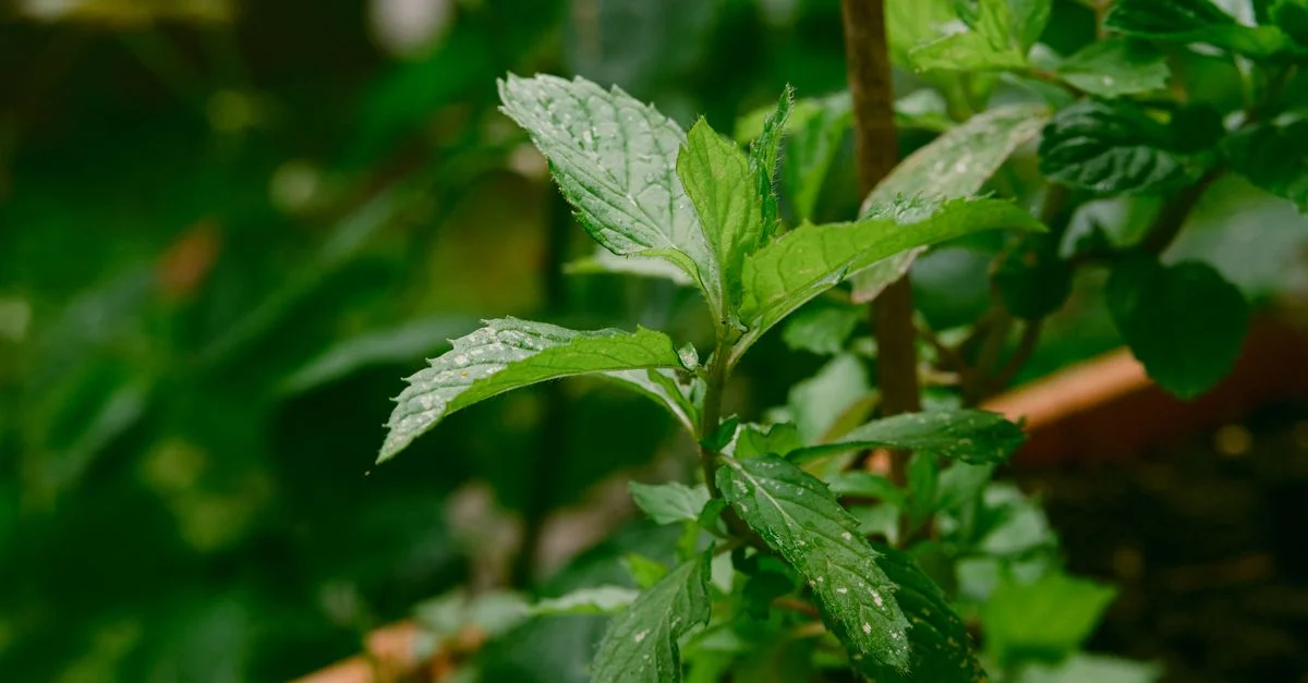Plante de menthe verte vibrante avec des feuilles fraîches poussant dans un jardin extérieur.