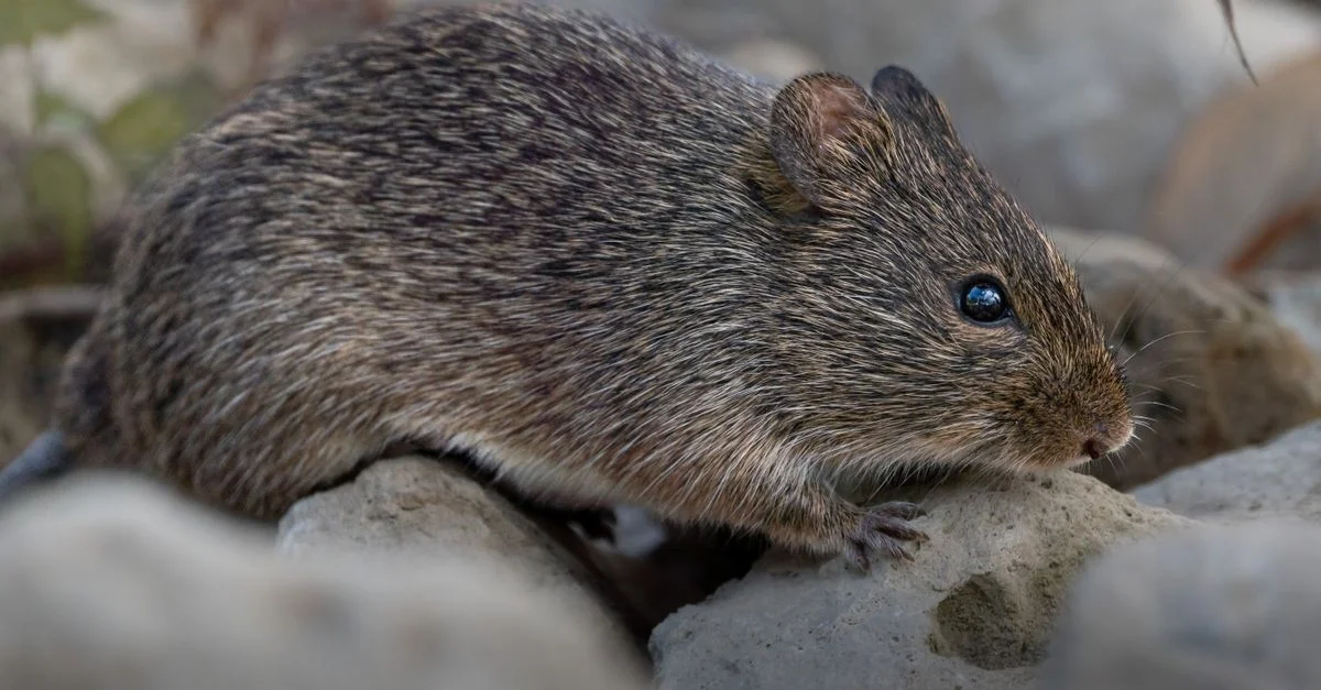 Portrait détaillé en gros plan d'un rongeur sauvage évoluant sur un terrain rocailleux en Floride, aux États-Unis. Prise dans son habitat naturel.