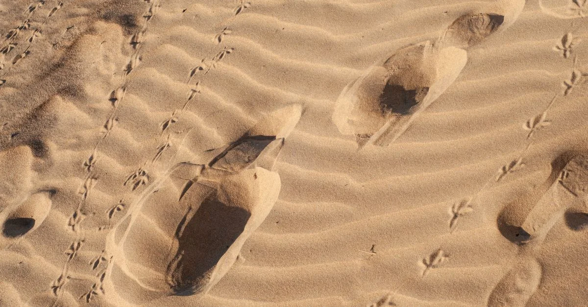 Gros plan sur des empreintes et des traces d'oiseaux sur le sable désertique ondulé. Parfait pour les thèmes de la nature et des voyages.