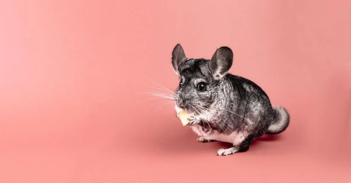 Un adorable chinchilla grignote de la nourriture devant un fond de studio couleur pêche.