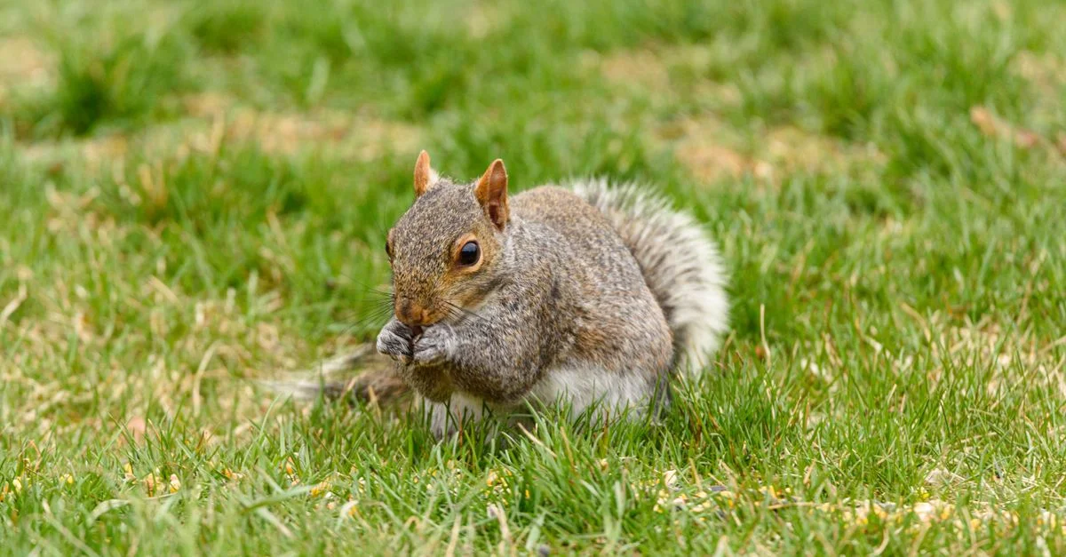 Un écureuil gris est représenté sur une herbe luxuriante, grignotant de la nourriture pendant la journée.